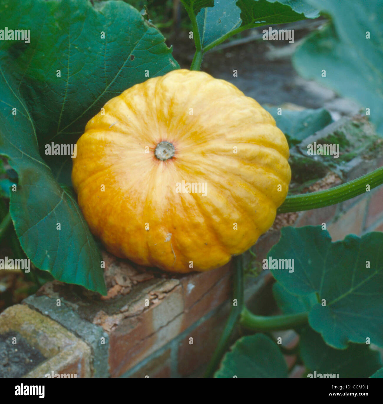 Pumpkin - `Jack be Little'   VEG047872 Stock Photo